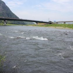 狩野川(狩野川漁業協同組合) 釣果