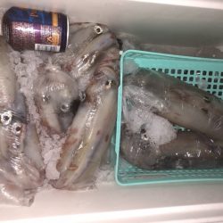 幸風（さちかぜ） 釣果