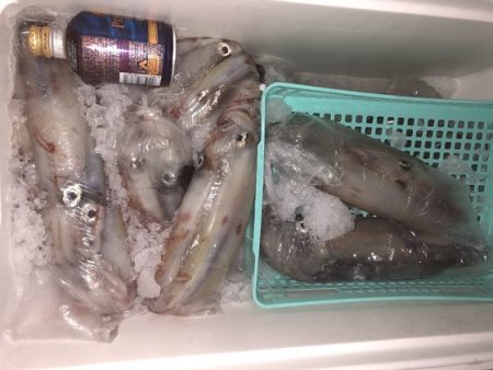 幸風（さちかぜ） 釣果