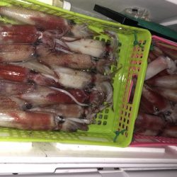 幸風（さちかぜ） 釣果