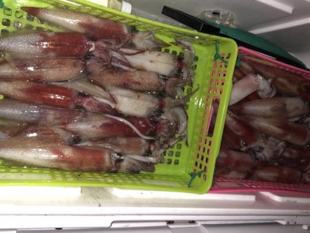 幸風（さちかぜ） 釣果