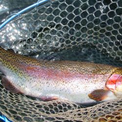 小菅トラウトガーデン 釣果