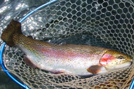 小菅トラウトガーデン 釣果