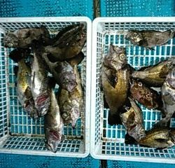 フィッシングガイド りょう 釣果