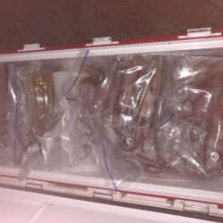 幸風（さちかぜ） 釣果