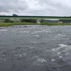 狩野川(狩野川漁業協同組合) 釣果