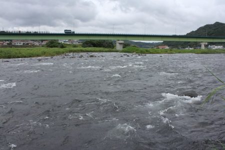狩野川（狩野川漁業協同組合） 釣果