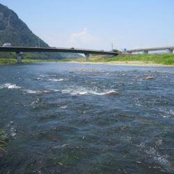 狩野川(狩野川漁業協同組合) 釣果