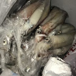 寿裕 （YOSHIHIRO） 釣果