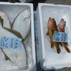 大進丸（新潟） 釣果