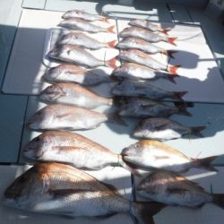 遊漁船 幸友丸 釣果