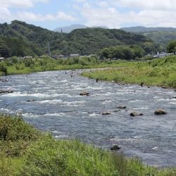 狩野川(狩野川漁業協同組合) 釣果