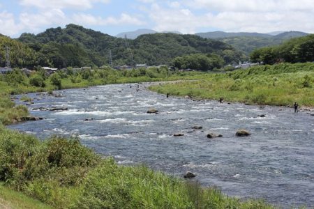 狩野川(狩野川漁業協同組合) 釣果