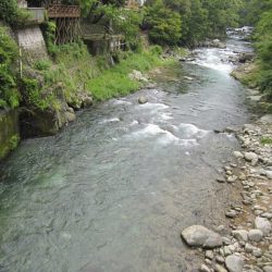 狩野川(狩野川漁業協同組合) 釣果