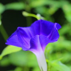 小菅トラウトガーデン 釣果