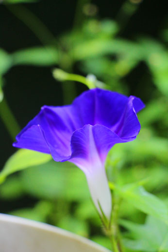 小菅トラウトガーデン 釣果