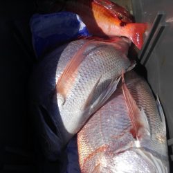 遊漁船 新鋭丸 釣果