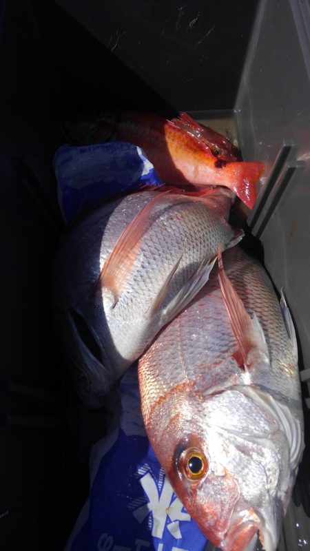 遊漁船 新鋭丸 釣果