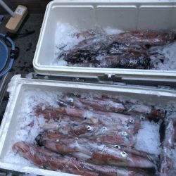 幸風（さちかぜ） 釣果