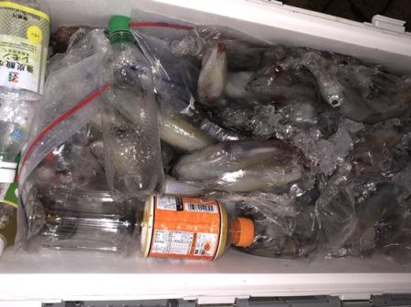 幸風（さちかぜ） 釣果