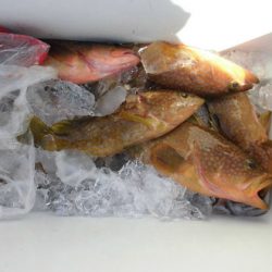 大進丸（新潟） 釣果