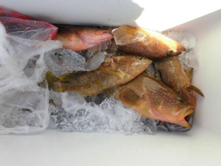 大進丸（新潟） 釣果