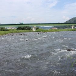 狩野川(狩野川漁業協同組合) 釣果