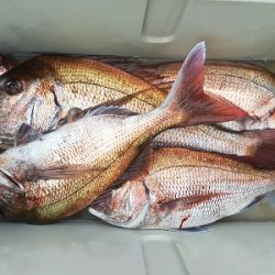 IDATEN（イダテン） 釣果