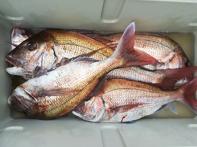 IDATEN（イダテン） 釣果