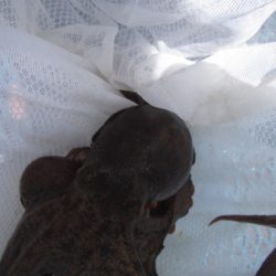 オリジナルメーカー海づり公園(市原市海づり施設) 釣果