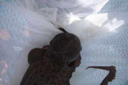 オリジナルメーカー海づり公園(市原市海づり施設) 釣果