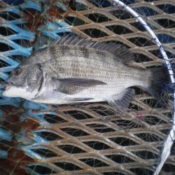 オリジナルメーカー海づり公園(市原市海づり施設) 釣果