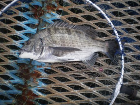 オリジナルメーカー海づり公園(市原市海づり施設) 釣果