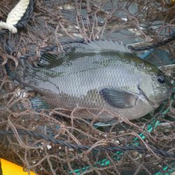 オリジナルメーカー海づり公園(市原市海づり施設) 釣果