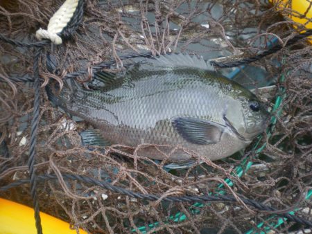 オリジナルメーカー海づり公園(市原市海づり施設) 釣果