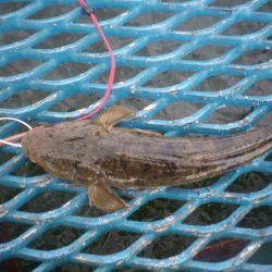 オリジナルメーカー海づり公園(市原市海づり施設) 釣果