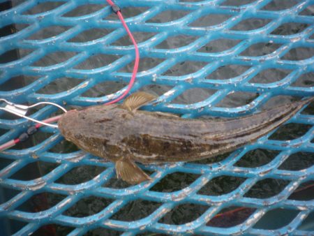 オリジナルメーカー海づり公園(市原市海づり施設) 釣果