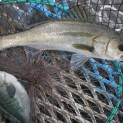 オリジナルメーカー海づり公園(市原市海づり施設) 釣果