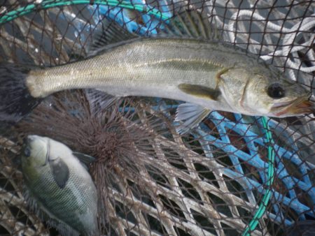 オリジナルメーカー海づり公園(市原市海づり施設) 釣果