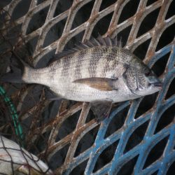 オリジナルメーカー海づり公園(市原市海づり施設) 釣果