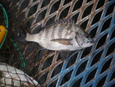 オリジナルメーカー海づり公園(市原市海づり施設) 釣果