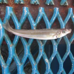 オリジナルメーカー海づり公園(市原市海づり施設) 釣果