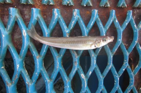 オリジナルメーカー海づり公園(市原市海づり施設) 釣果