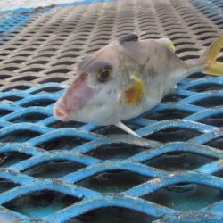 オリジナルメーカー海づり公園(市原市海づり施設) 釣果