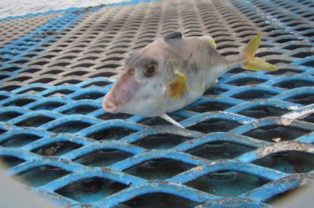 オリジナルメーカー海づり公園(市原市海づり施設) 釣果