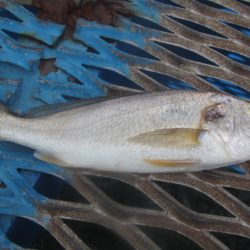 オリジナルメーカー海づり公園(市原市海づり施設) 釣果