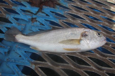 オリジナルメーカー海づり公園(市原市海づり施設) 釣果