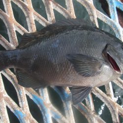 オリジナルメーカー海づり公園(市原市海づり施設) 釣果
