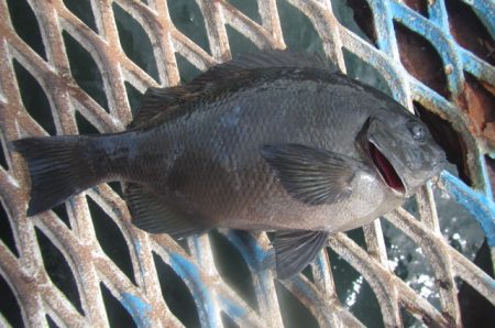 オリジナルメーカー海づり公園(市原市海づり施設) 釣果