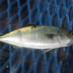 オリジナルメーカー海づり公園(市原市海づり施設) 釣果